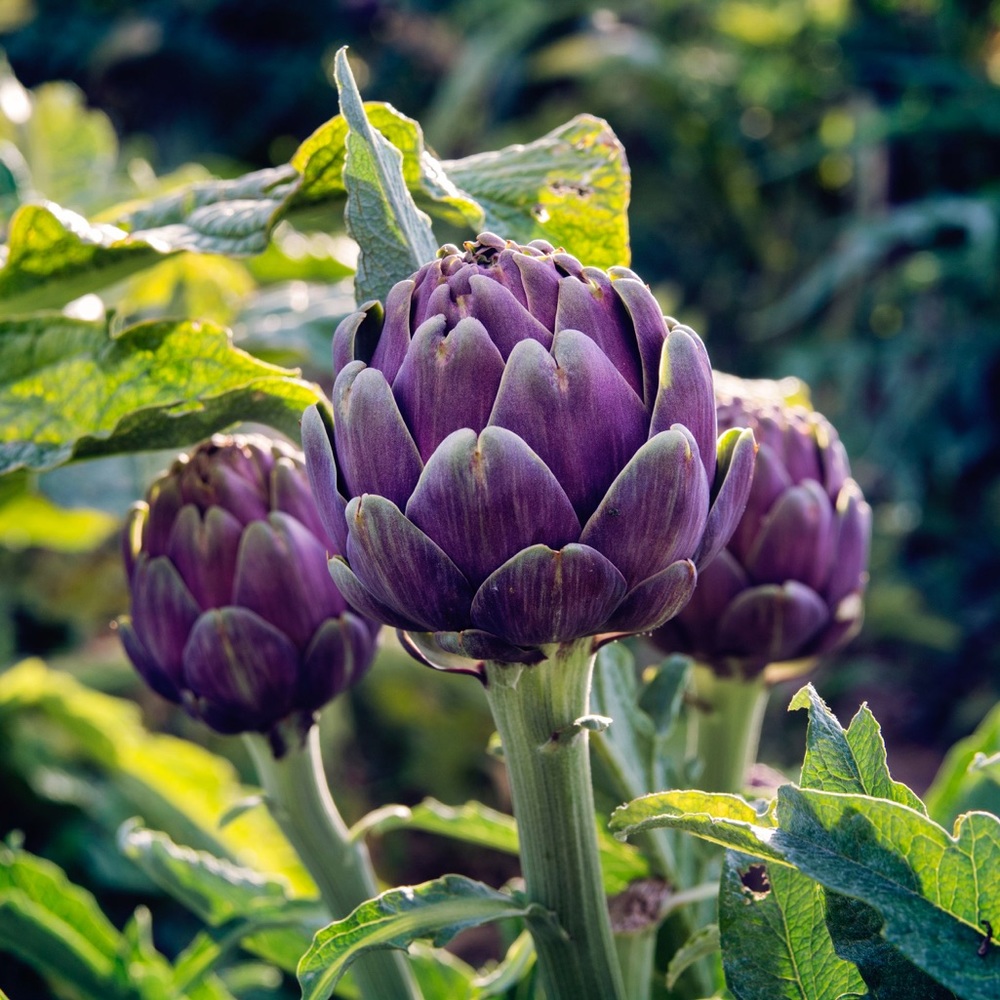 Meet your Posher, Plant Roots